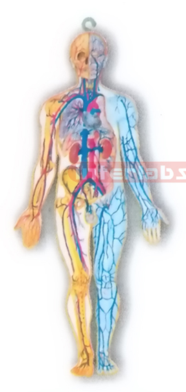 HITCH-HANGING HUMAN BLOOD FULL CIRCULATION SYSTEM MODEL